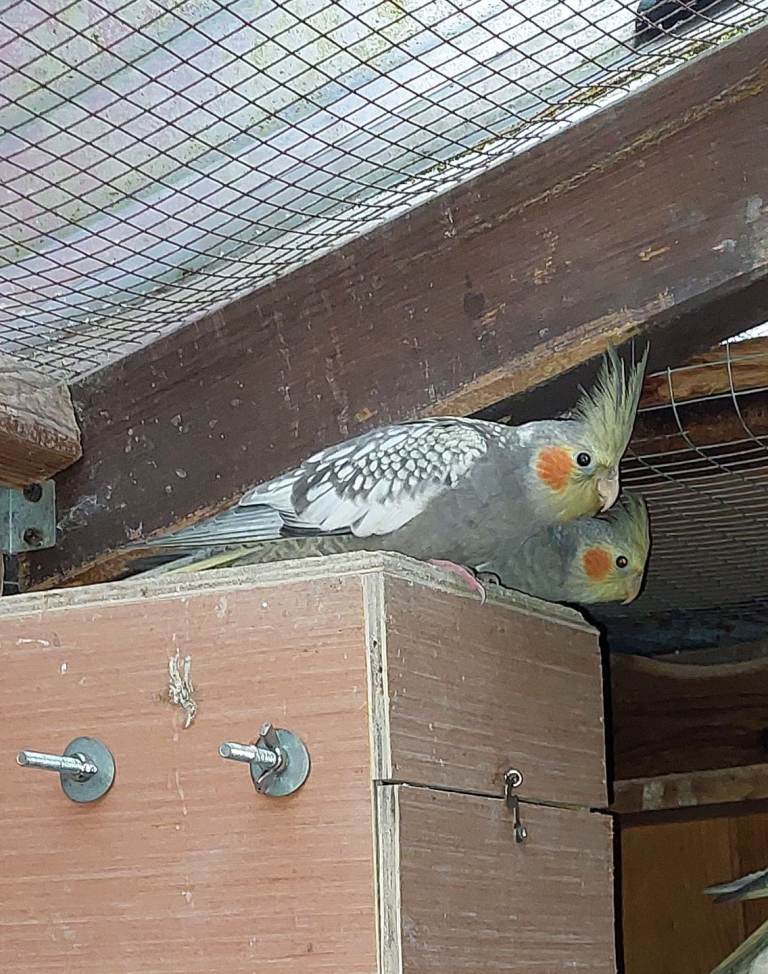 Cockatiel babies 10 to 11 weeks old