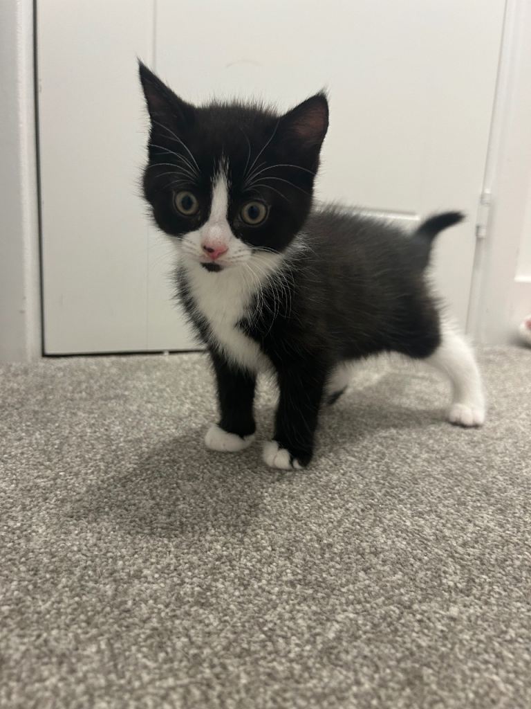 1 female kitten left. 