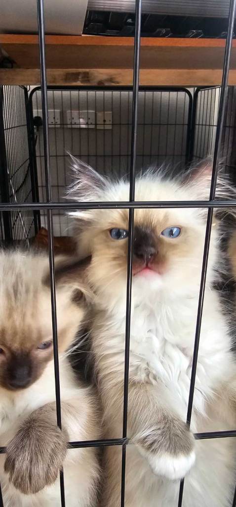 Ragdoll 