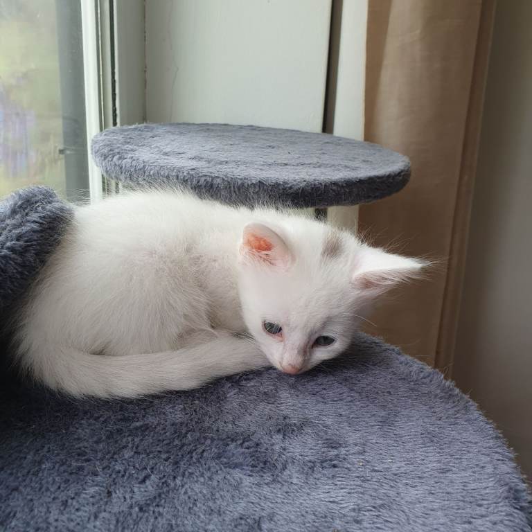 Turkish angora kittens white 1 left