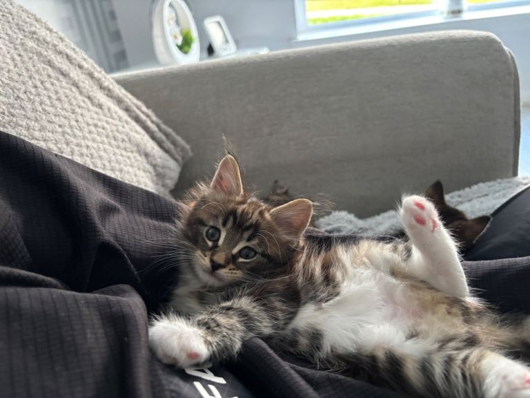 Maine coon x bengal kittens 
