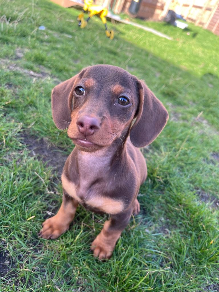 Miniature girl dachshund 