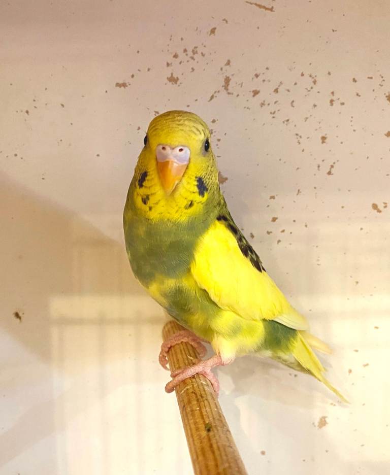 Quality Baby Budgies for sale