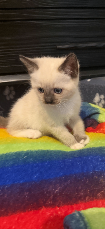 Kittens for home
