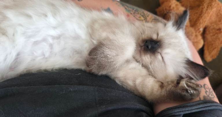 Purebred Ragdolls