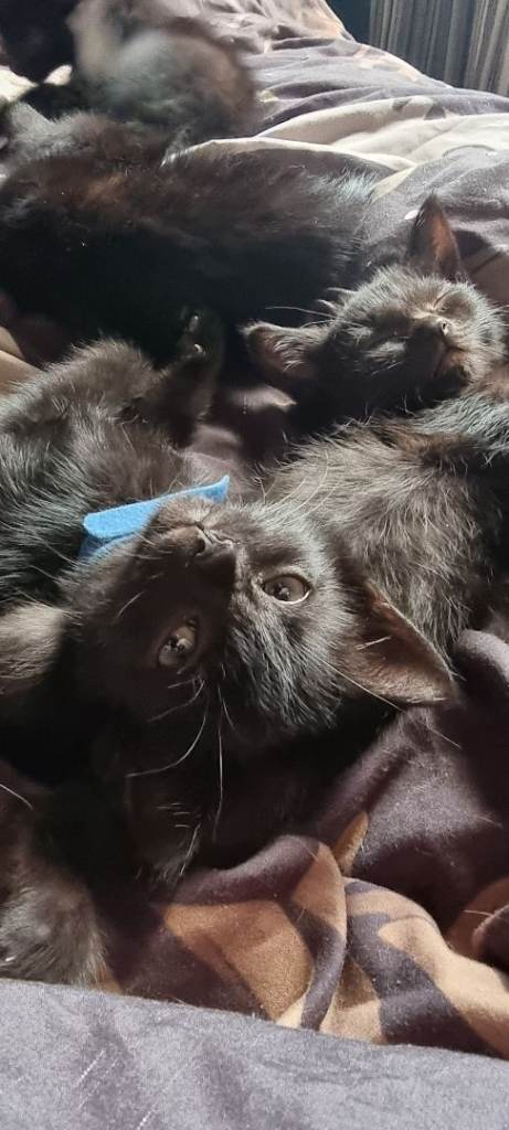 8 beautiful friendly playful kittens ready now.