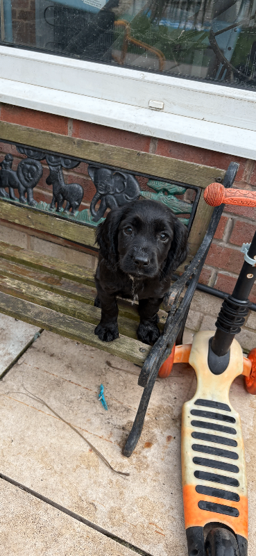 Sprocker puppies 