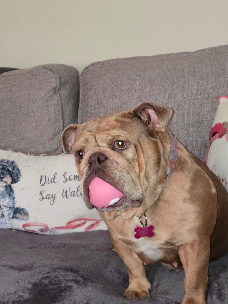 Female bulldog for sale