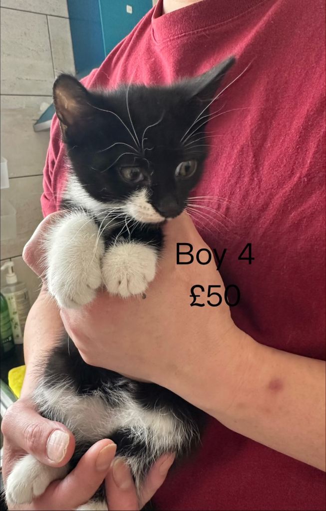Cute little kitten ready to forever home 