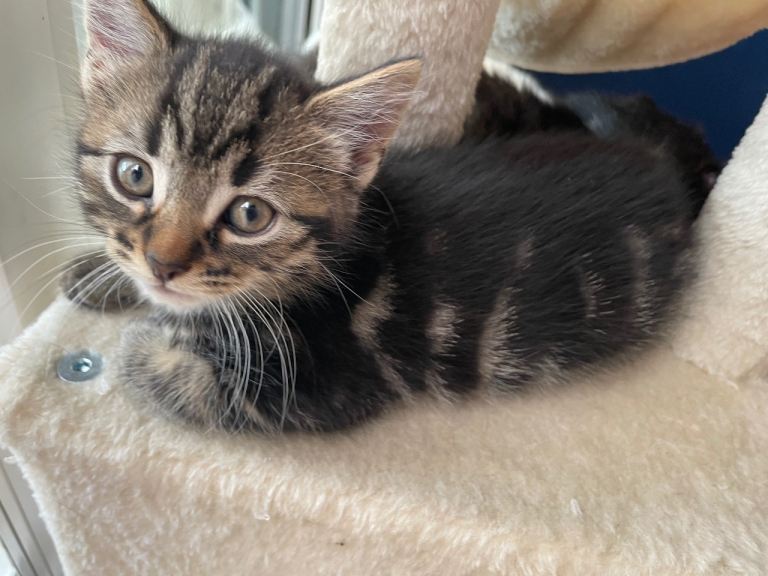 Kittens for sale