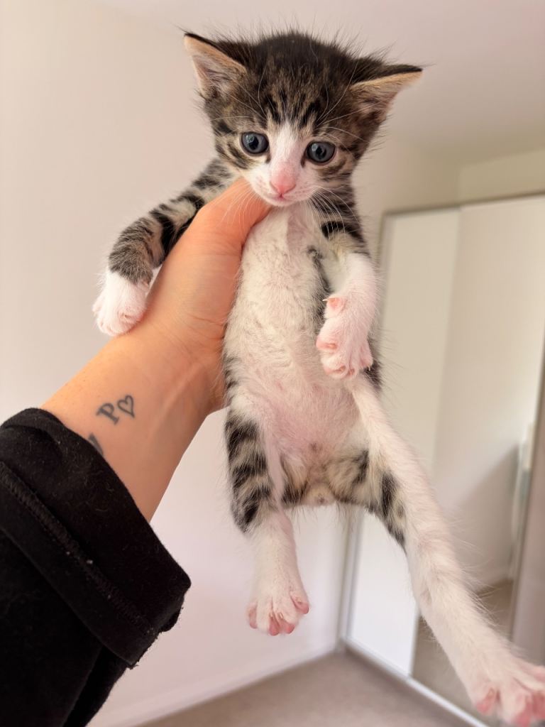 Siberian crossed kittens 