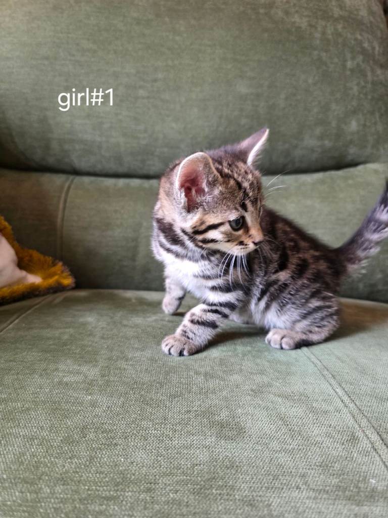 Beautiful 1/2 bengal kittens 😸 