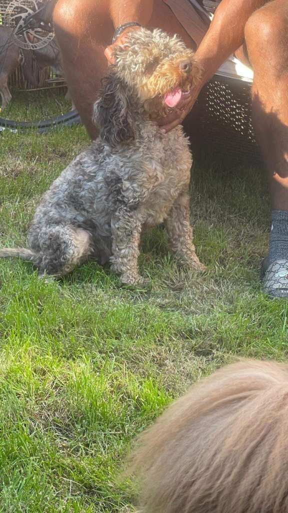 Merle Cocapoo Girl  🐶 