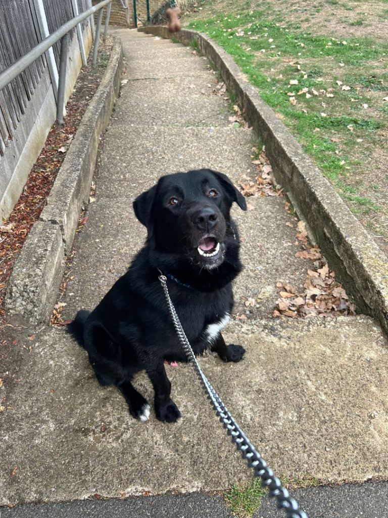 Caucasian shepard x labrador