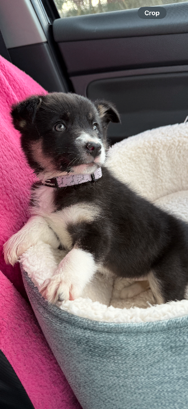 10 week old female tri border collie pup