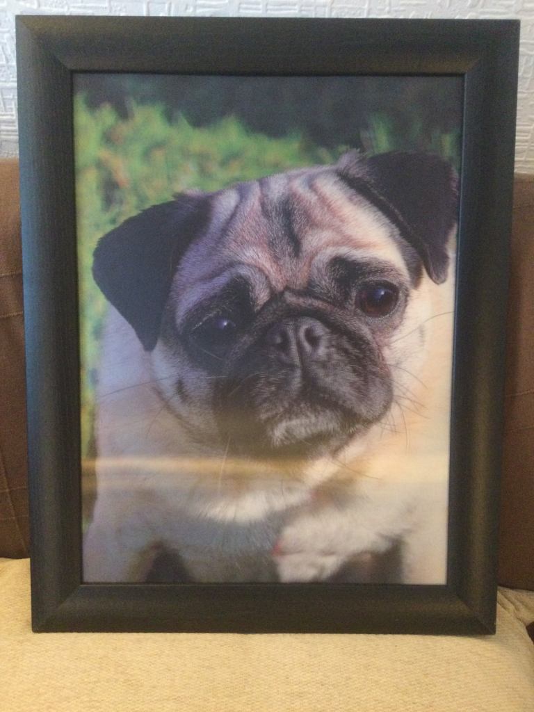 Gorgeous 3D Picture of a Pug with black frame
