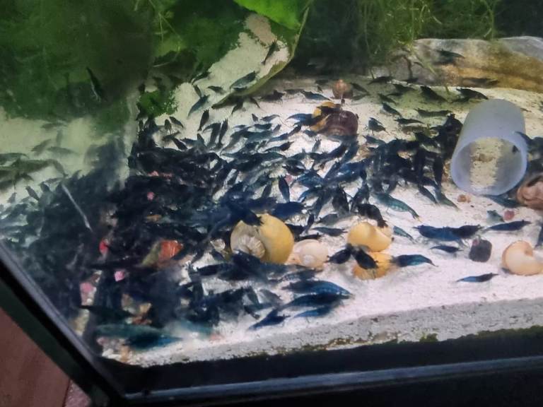 Tropical Blue Neocaridina Cherry Shrimp High grade/ rabbit (Tylomelania) snails Deals Available