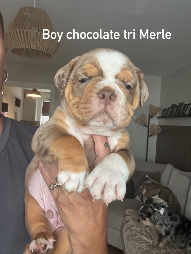 12! Olde English bulldogge puppies