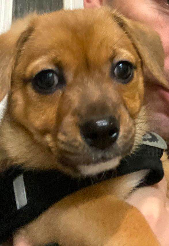 Puppies Jack RussellxPomeranian  