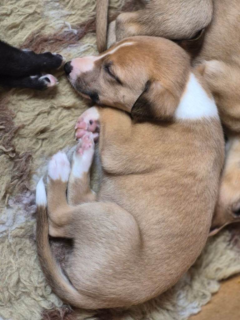 KC registered whippet pups