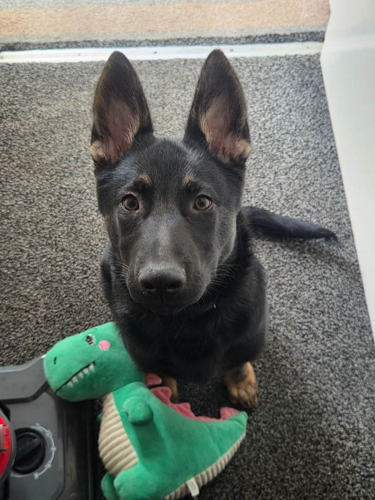 5 Month Old German Shepherd Pup