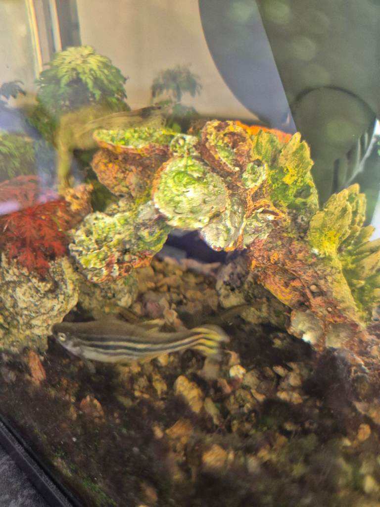 ZEBRA FISH, SHRIMPS AND TANK