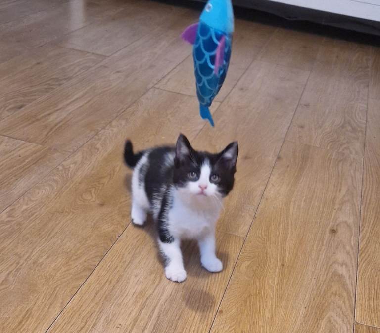 Kittens ready for forever homes