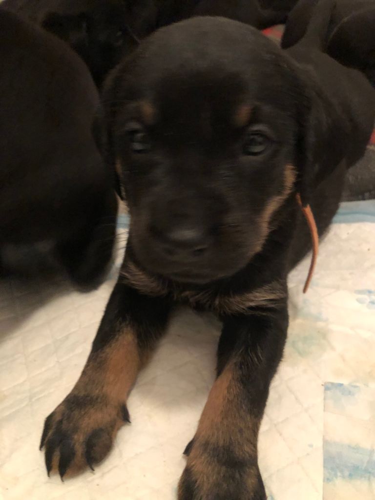 image for Black Labrador puppies 