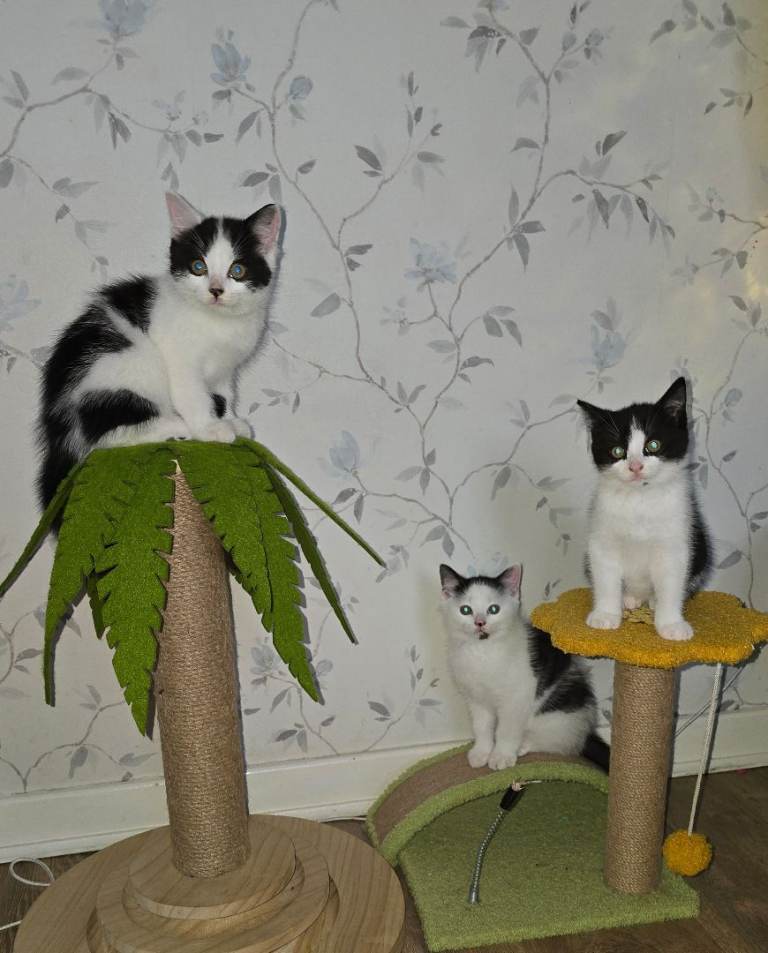 British shorthair cross Kittens 