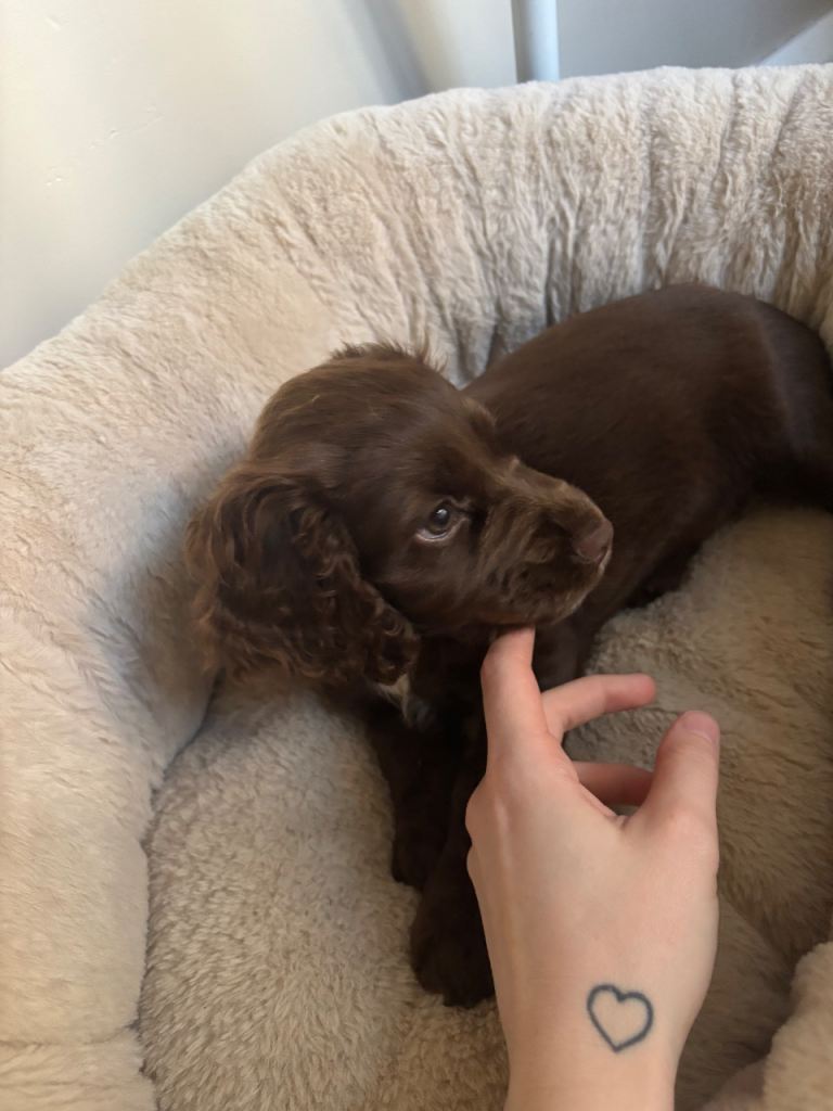 9 week old female Cocker Spaniel