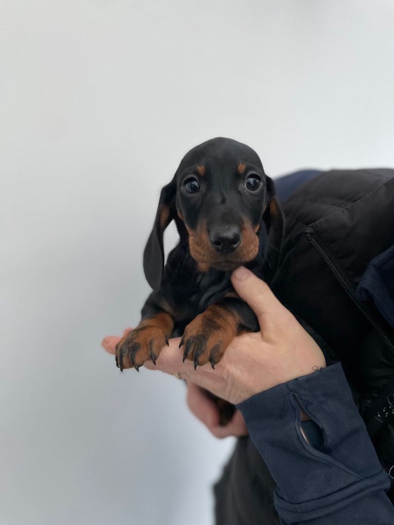 Miniature Dachshund 