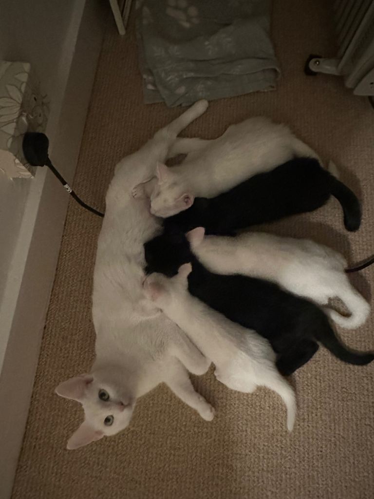 Adorable kittens for sale 