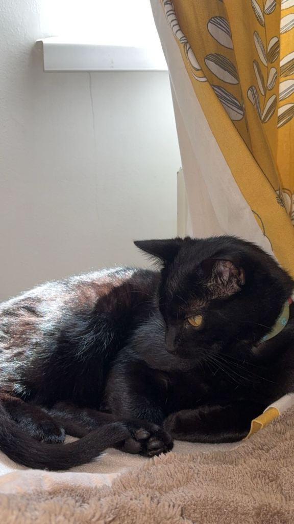9 month old Black male cat