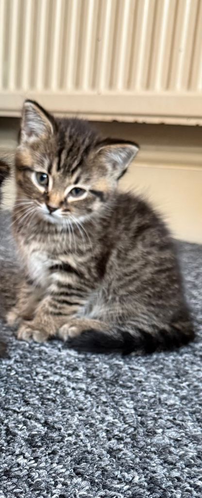 Kitten 