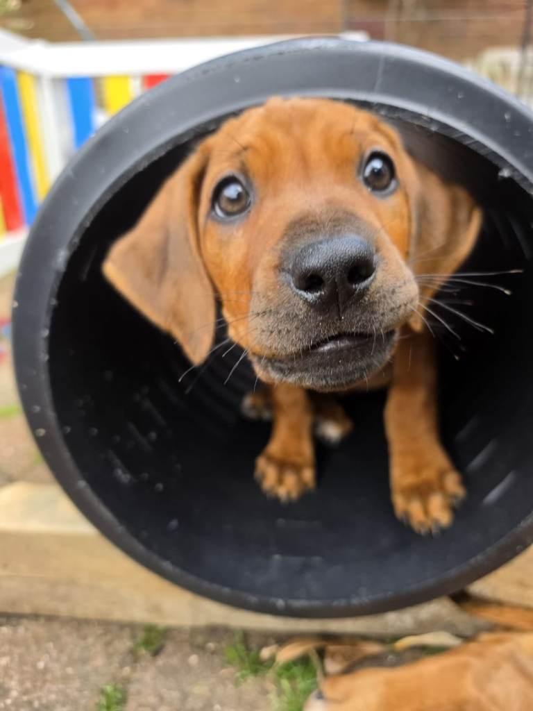 Rhodesian Ridgeback puppies 