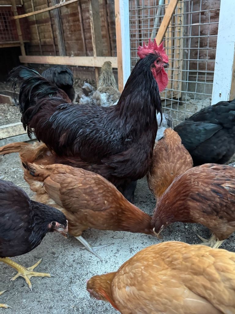 Chickens