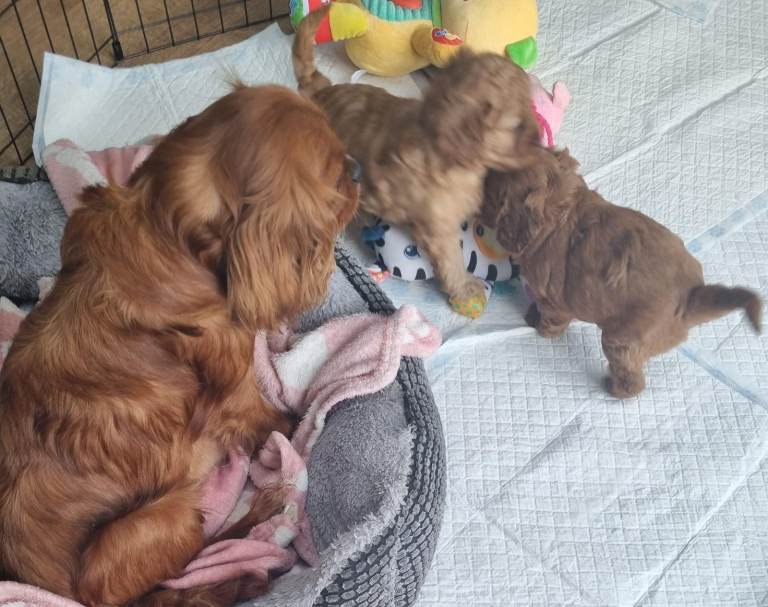 F1 red cavapoo puppies 