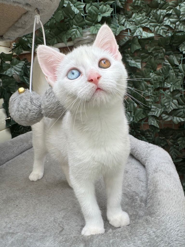UNIQUE RAGDOLL MIX KITTEN READY NOW