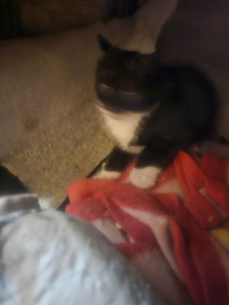 Kitten