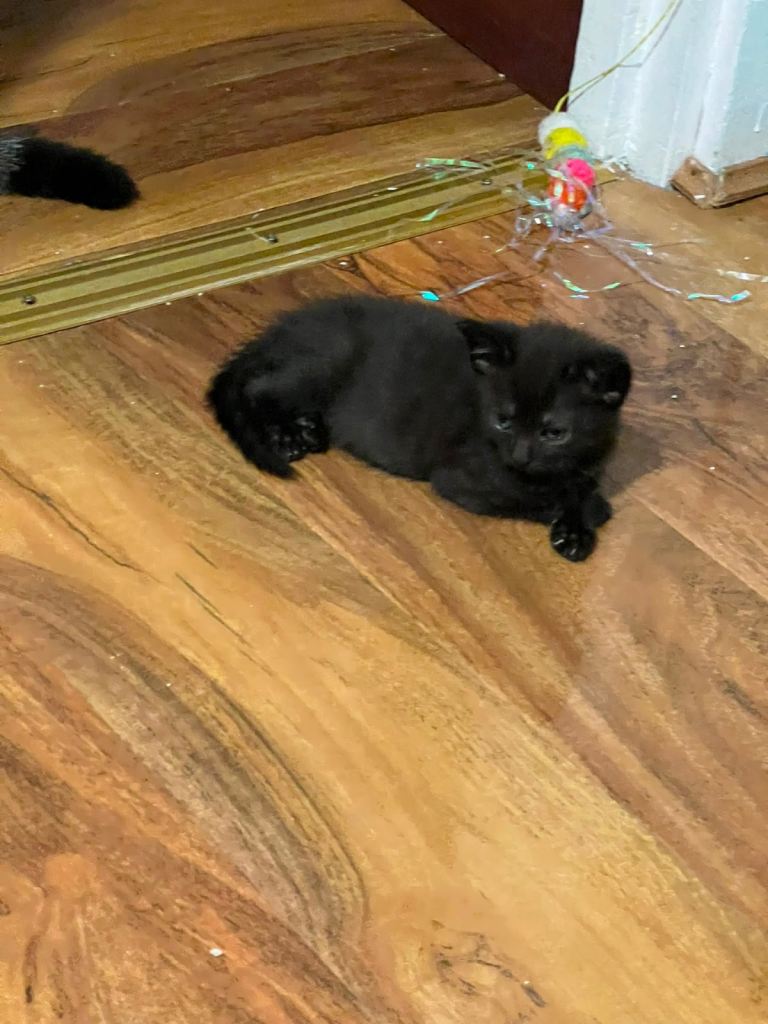 Need a home for him, flexible on price