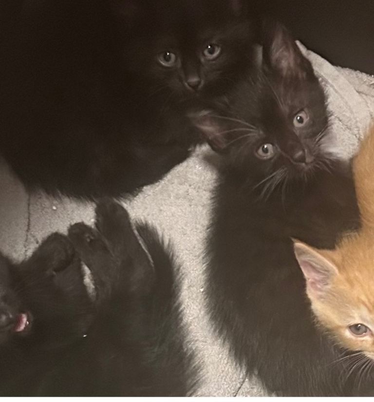 Kittens. 