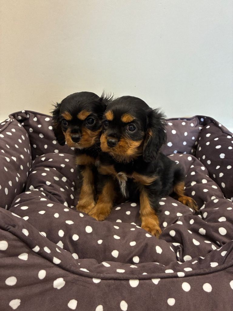 Cavalier King Charles Spaniel Puppies