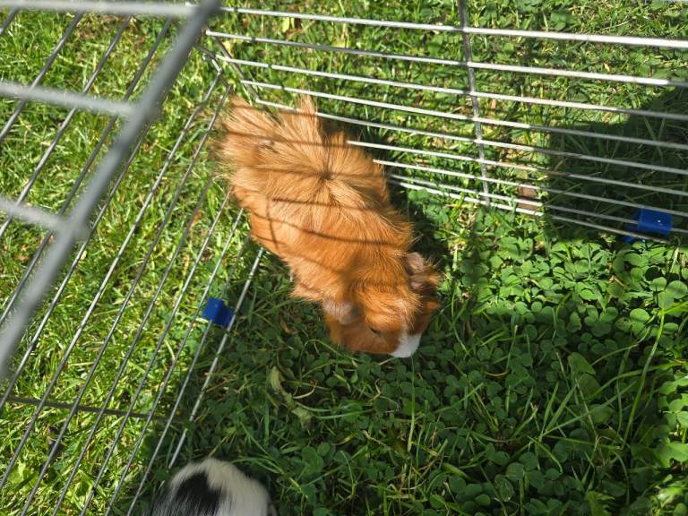 2 male Guineas pig