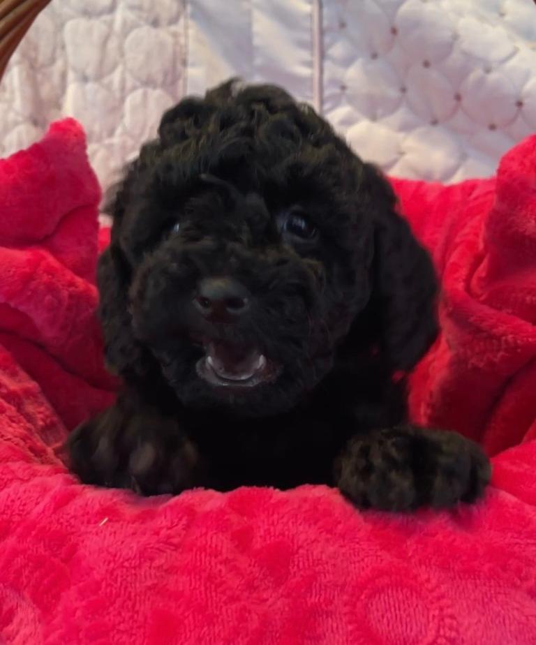 F1 b Cockapoo Puppies Available 