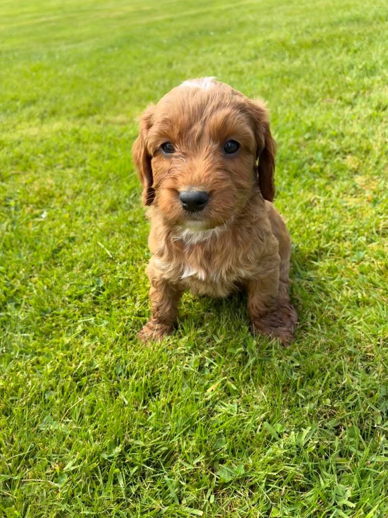 F1 Apricot & Black Cockapoo puppies