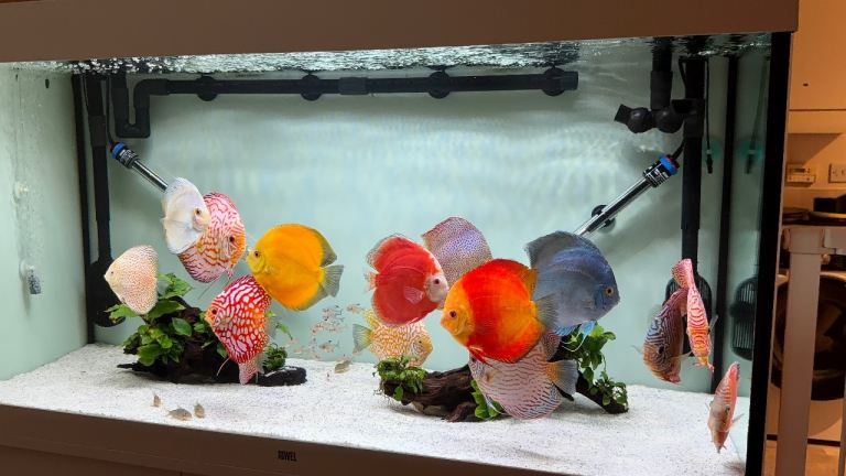 Job lot of high quality large discus 