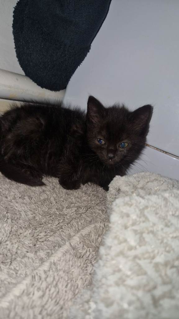 2 female black kittens for sale 