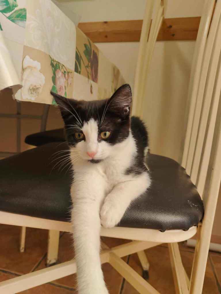 Female 16 Week Old Black and White Kitten