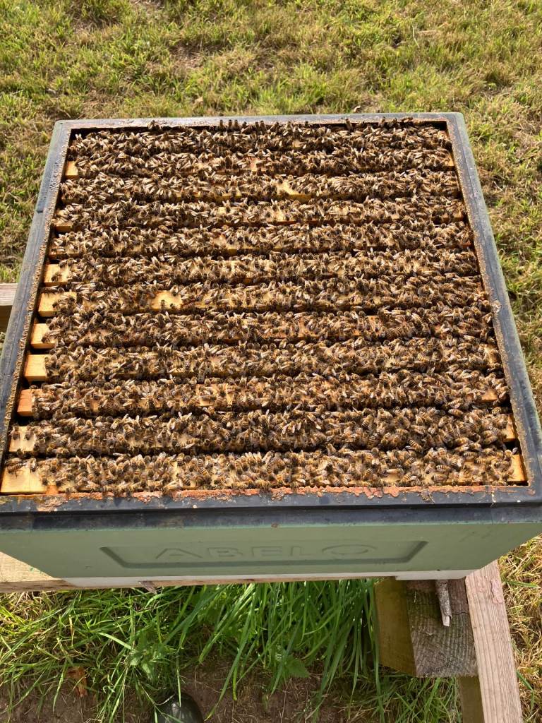 12 Frame Single Brood Poly Hive With Full Buckfast Colony 2026