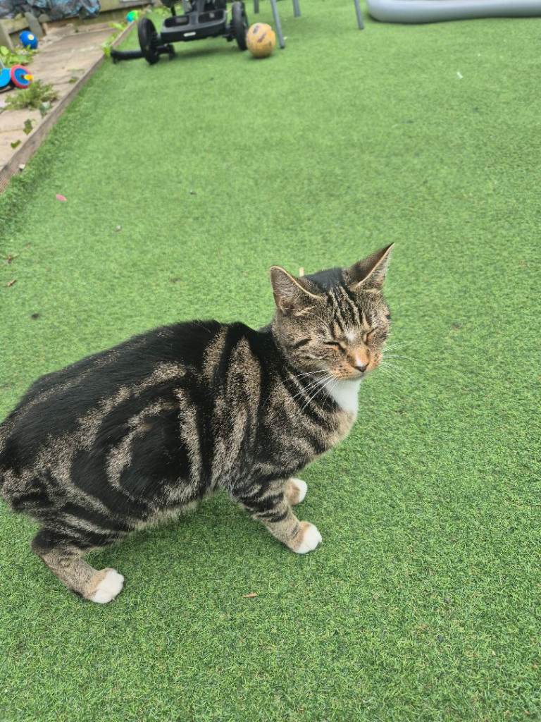 Cat for sale